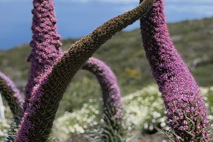 Volcanic Hike and Lava Cave in Teide National Park. Free Pickup.