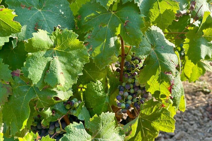 Exclusive Wine Tour in La Rioja Marquis de Riscal Ysios