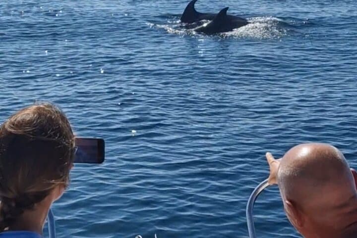 Dolphin Sightseeing Activity on a Speed Boat