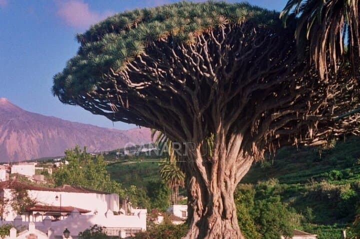 VIP Day Tour with Private Guide Around Tenerife by Luxury Car
