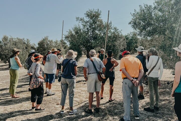 The Olive Oil Journey: Grove and Mill Visit