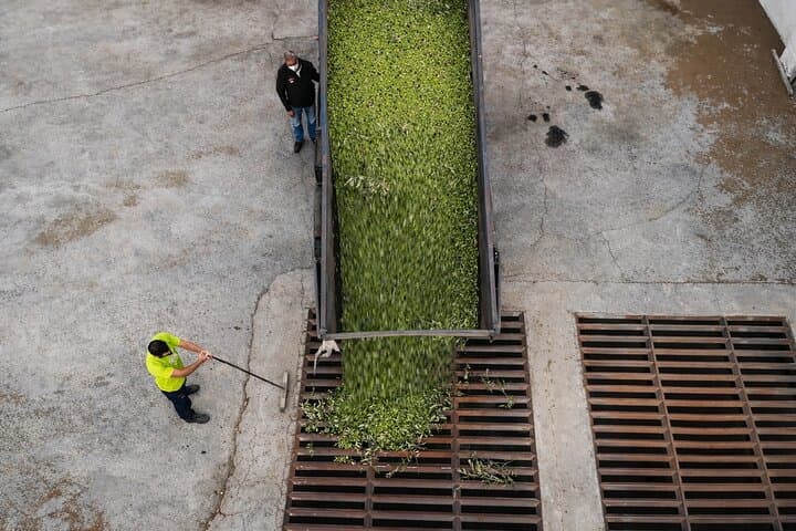 Olive Oil Tour: An experience to savor