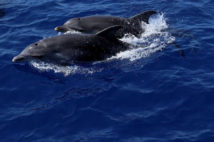 Dolphin Watching from Palma de Mallorca