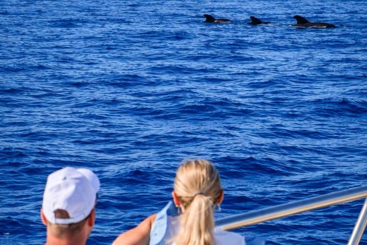 Discover whales in Tenerife: yacht tour with bath and lunch
