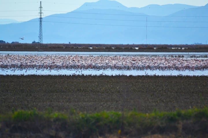 Albufera Nature & Boat Tour from Valencia (Small Group)