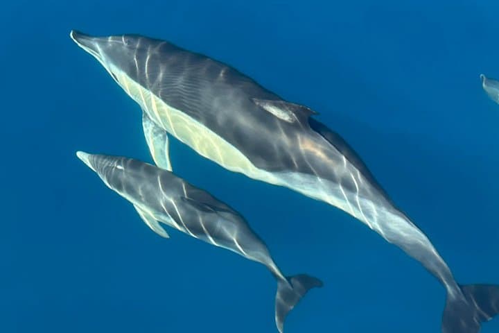 Catamaran 3h Swim & Sail Experience Manilva incl. Tapas Drink Dolphin