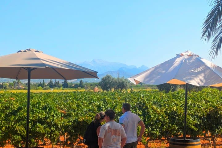 Private Wine and Local Flavors Tour from Palma de Mallorca
