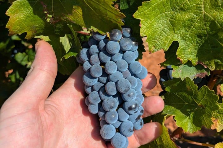 Private Wine and Local Flavors Tour from Palma de Mallorca