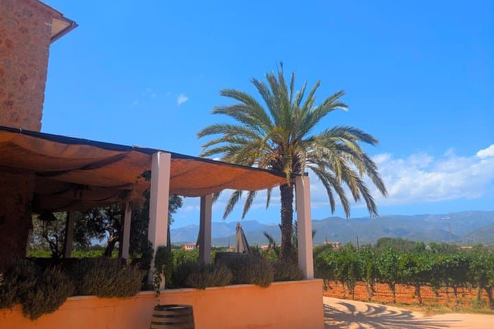 Private Wine and Local Flavors Tour from Palma de Mallorca