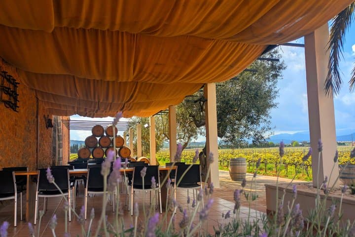 Private Wine and Local Flavors Tour from Palma de Mallorca