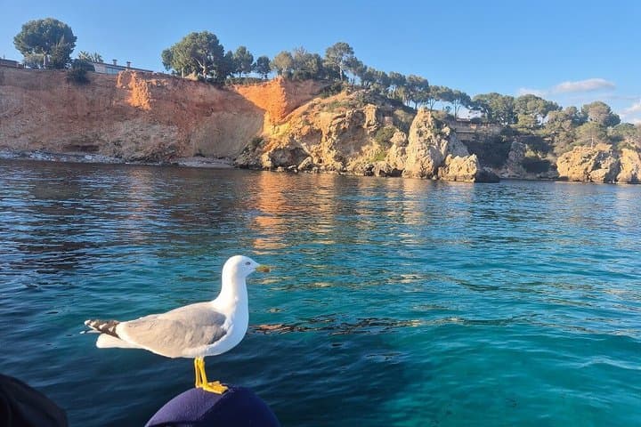 Private All-Inclusive Half-Day Sailing Tour in Palma de Mallorca