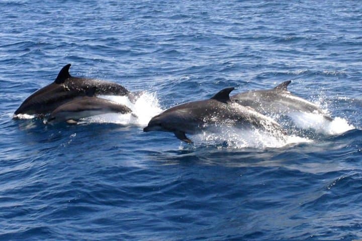 Dolphin Watching in Catamaran from Benalmadena
