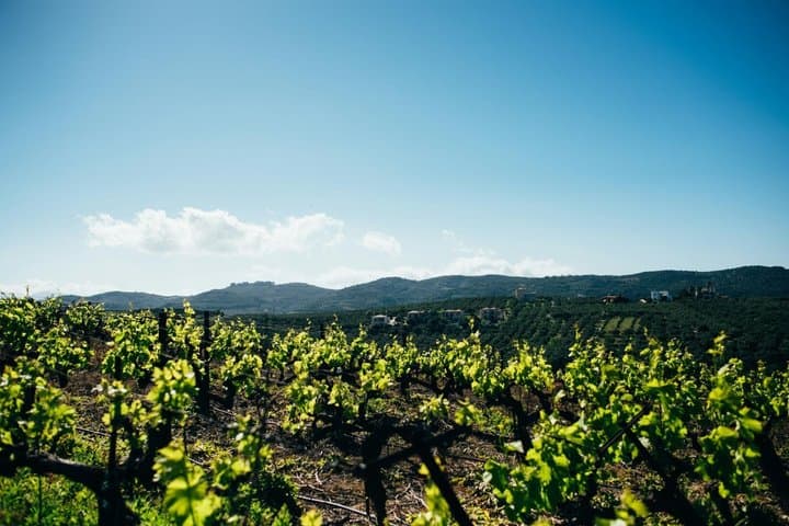 Spain Wine Tour 5 appellations of origin 3 days