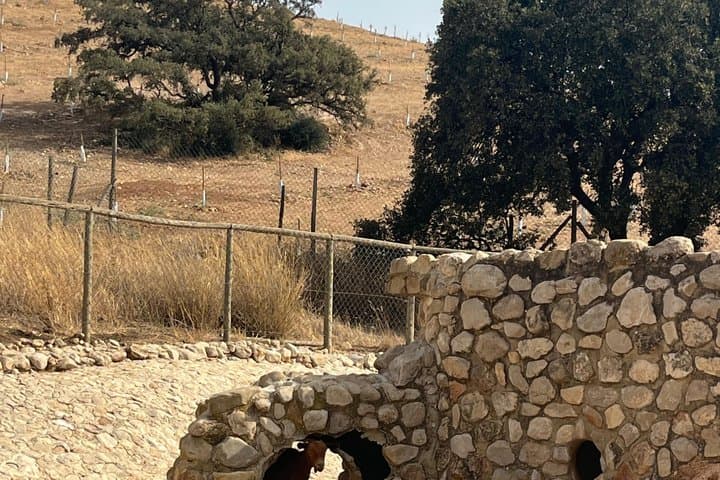 Lobo Park and Torcal de Antequera Day Trip from Granada