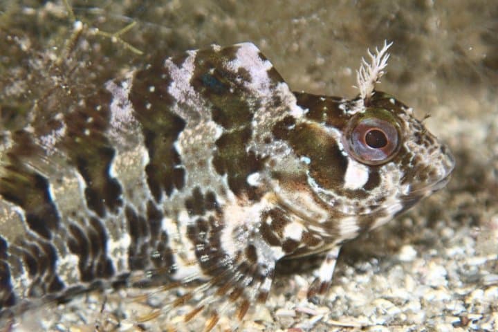 Menorca Private Diving with Certified Diving Guide
