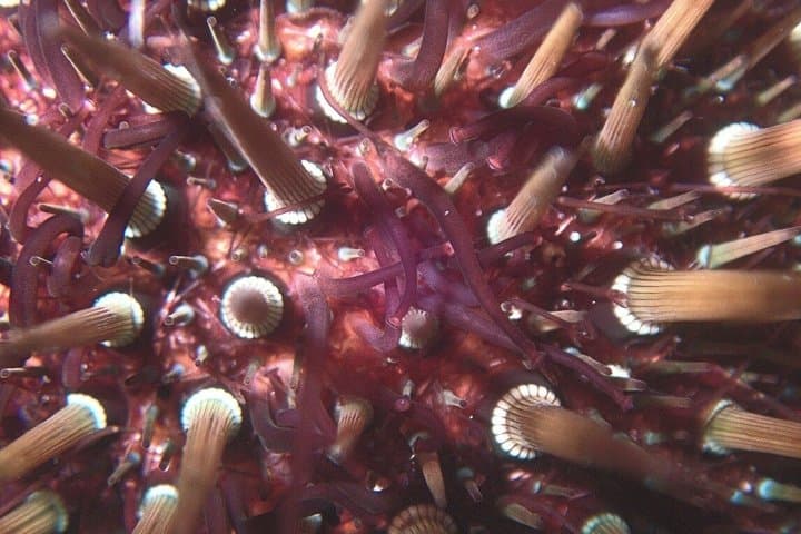 Menorca Private Diving with Certified Diving Guide