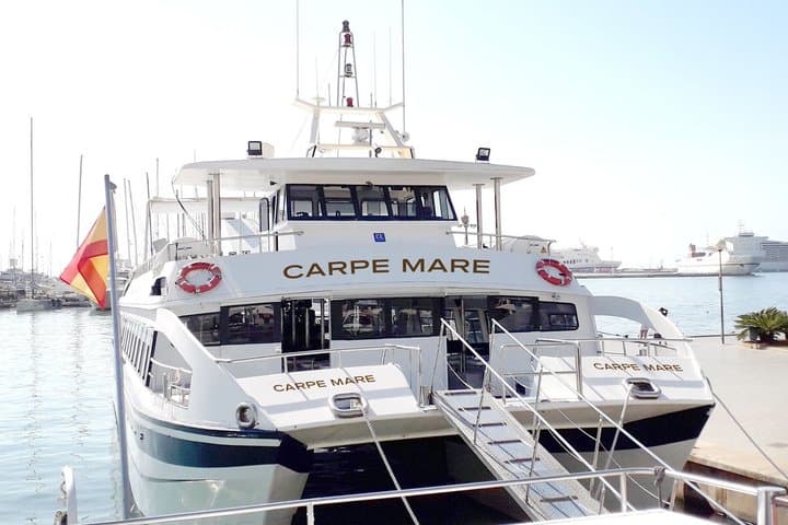 Dolphin Watching from Palma de Mallorca
