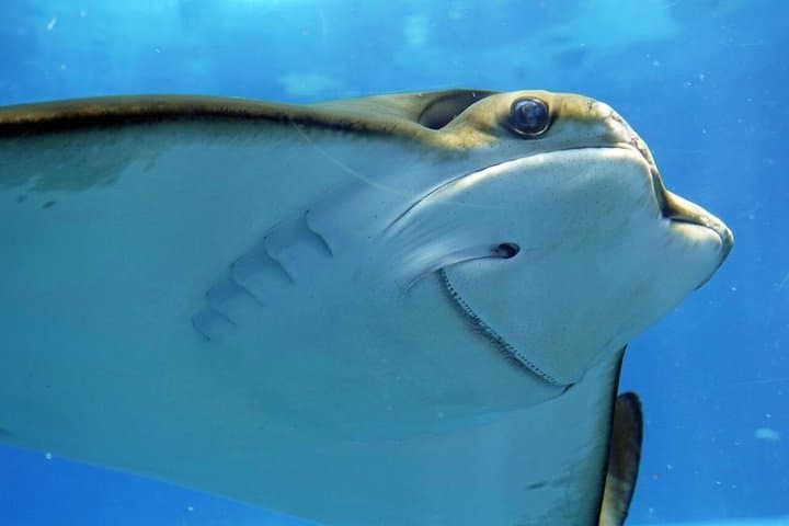 Barcelona Aquarium Ticket and Digital City Tour