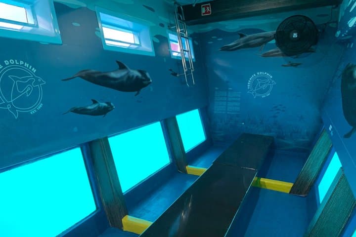 Dolphin & Whale Watching Mini Cruise with Underwater Viewing