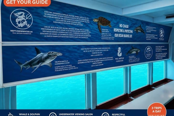 Leaders in Eco Respectful No chase whale and dolphin encounters