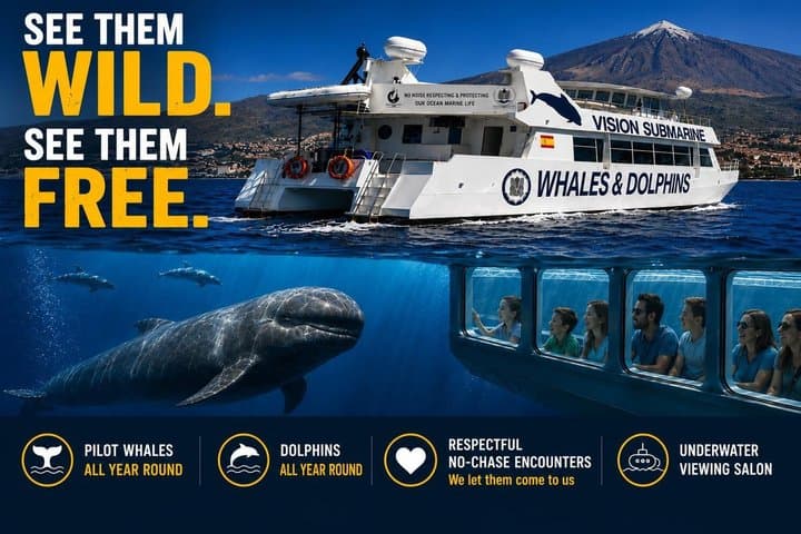 Leaders in Eco Respectful No chase whale and dolphin encounters