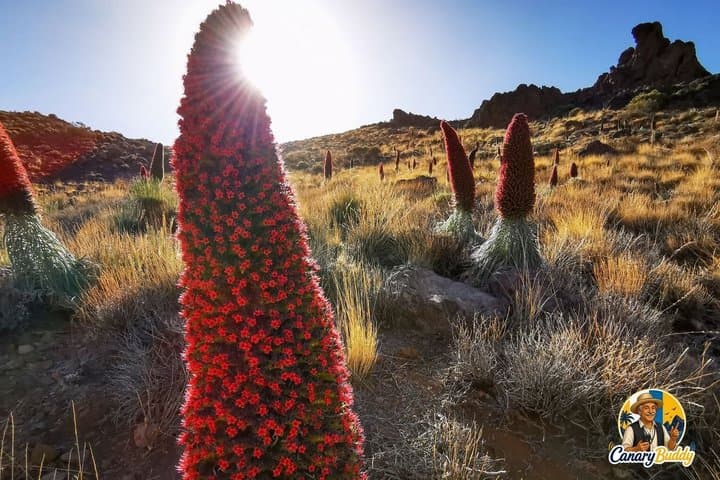 Car Tour Visit Teide National Park Tenerife